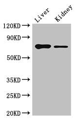 DEF6 Antibody