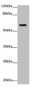 EHD1 Antibody