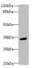 VSIR Antibody