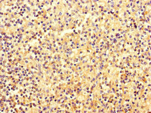EBF2 Antibody