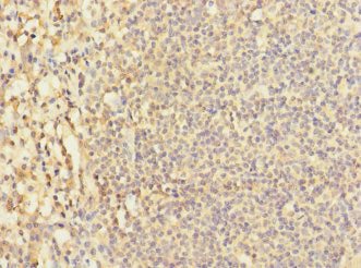 LY9 Antibody