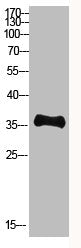 Pan myristoylation Antibody