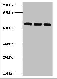 TXNRD2 Antibody
