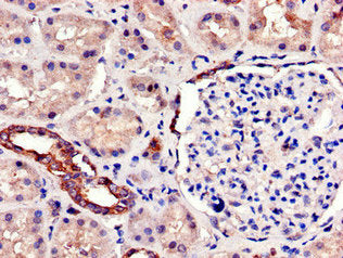 SIRT7 Antibody
