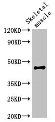 OLFML3 Antibody