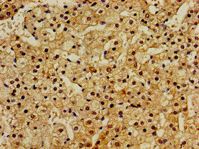 RASSF1 Antibody
