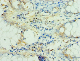 MS4A12 Antibody