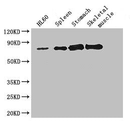 SENP1 Antibody