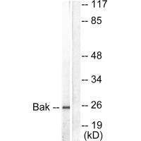 BAK1 Antibody