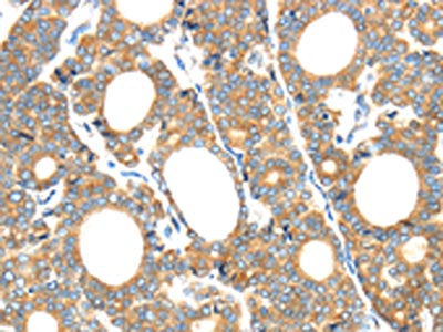 GZMK Antibody