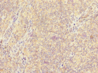 CD300A Antibody