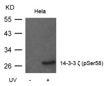 Phospho-YWHAZ (Ser58) Antibody