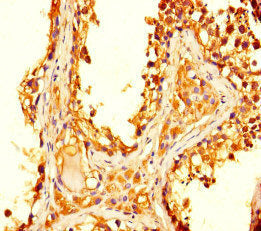 OVOL2 Antibody