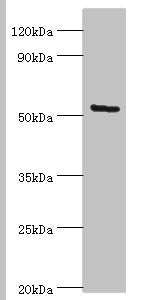ALG1 Antibody