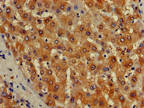 ISCA1 Antibody