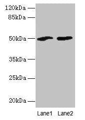 SPZ1 Antibody