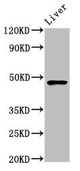 FUT8 Antibody
