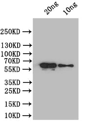 At5g42100 Antibody