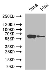 At5g42100 Antibody