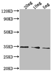 PDAT1 Antibody