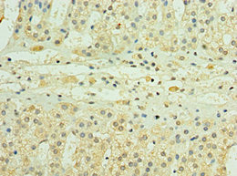 PDGFD Antibody