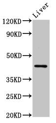 HRH4 Antibody