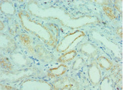 BRD9 Antibody