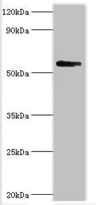 BRD9 Antibody