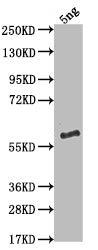 VAV Antibody