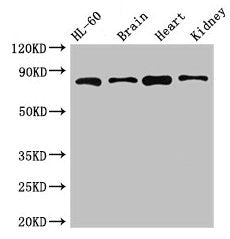 ABCB9 Antibody