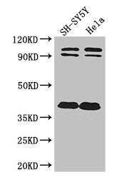 DISC1 Antibody