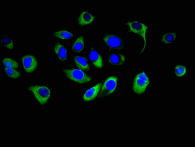 PCDHB16 Antibody