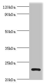 APOBEC3C Antibody