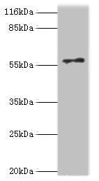 RAD18 Antibody