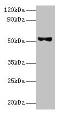 PNPLA3 Antibody