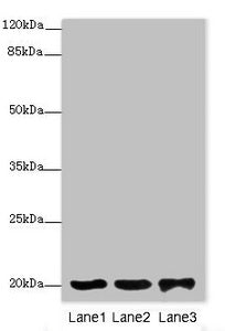 FAIM Antibody