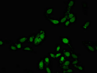 BCLAF1 Antibody