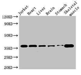 USE1 Antibody