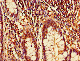 DTL Antibody