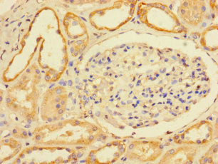 C6orf203 Antibody