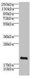 MYL7 Antibody