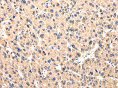 CCL7 Antibody