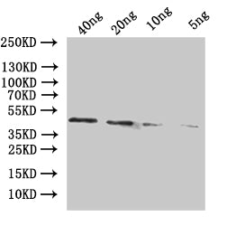 adhE Antibody