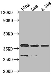 39 Antibody