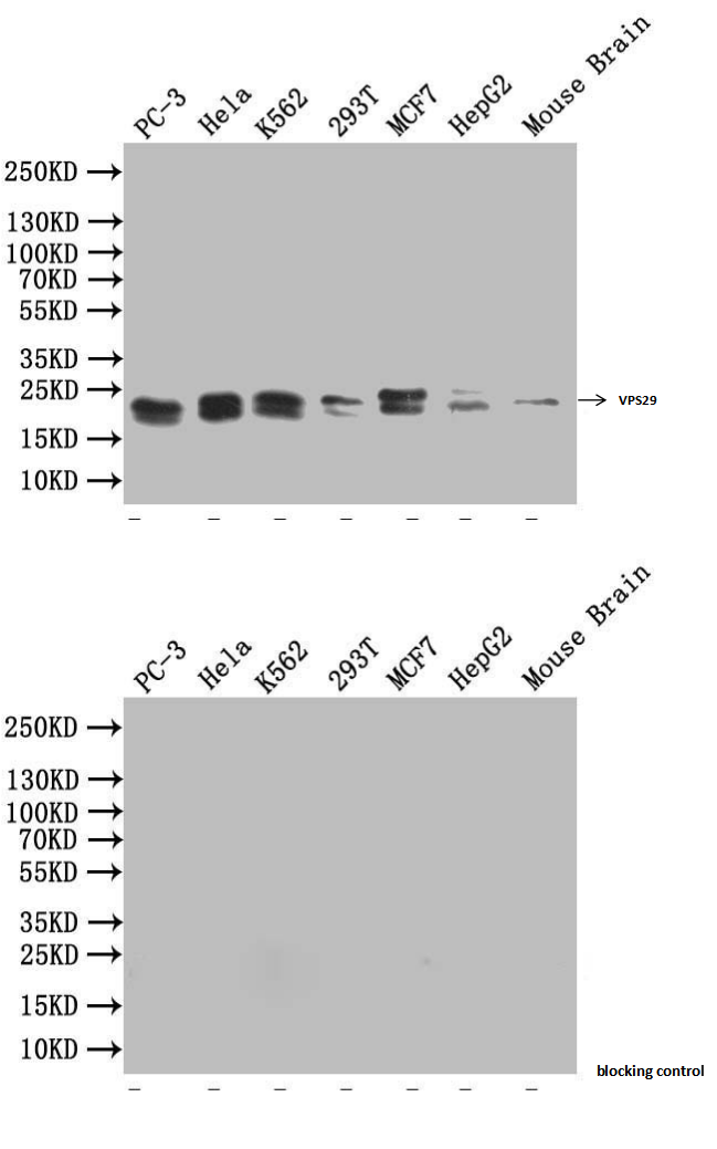 VPS29 Antibody
