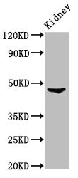 FOXD3 Antibody