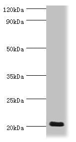 PRND Antibody