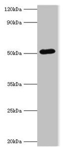 BAG5 Antibody