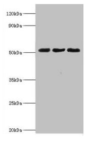 BAG5 Antibody