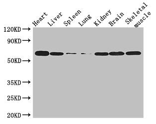 TBX21 Antibody